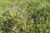 flowers-6.jpg