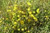 flowers-7.jpg