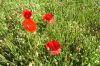 flowers-9.jpg