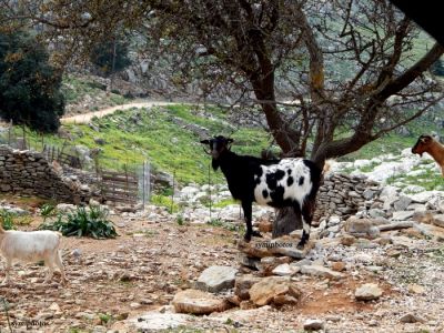 Κάντε κλικ για να δείτε την εικόνα σε πλήρες μέγεθος