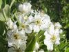 ANThOS_AGRIOAKhLADIAS.jpg