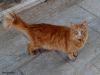 GATA_2jpg_28Custom29.jpg