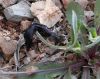 P4200044_28Custom29.JPG