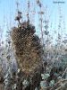 SPhEKOPhOLIA~0.jpg