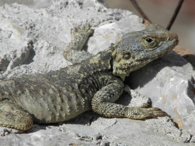Tam boy resmi görebilmek için tıklayın